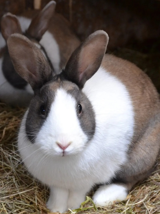 Heartwarming Bonds: The Friendliest Animals on Earth