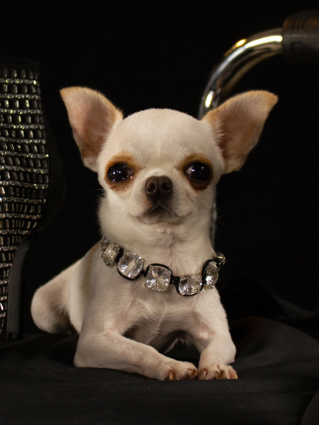 Tiny but Mighty: Meet the Smallest Dog in the World